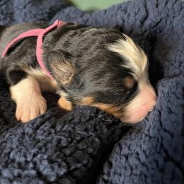 Pink - Black rust and white female Bernese Mountain Dog puppy in North Grove, Indiana from J&F Country Canines