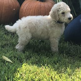 Poodle Puppies from Hidden Treasures Farm LLC