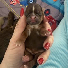 Donner - Chocolate and tan male Shih Tzu puppy in Connersville, Indiana from Anna’s Farmhouse Shihtzus