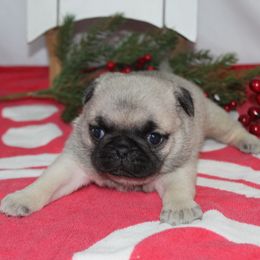Dixie - Fawn female Pug puppy in Tuscola, Illinois from Dream on puppies