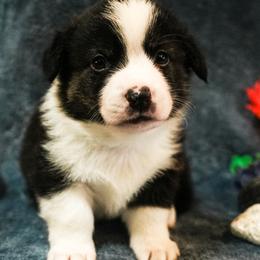 American Corgi, Cardigan Welsh Corgi, and Pembroke Welsh Corgi Puppies from Cal Beach Corgis