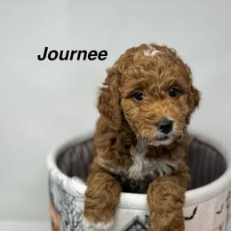 Bianca - Red  female Goldendoodle puppy in Danville, Virginia from Stella’s Stunning Goldendoodles of VA