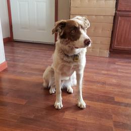 Taro - Border Collie