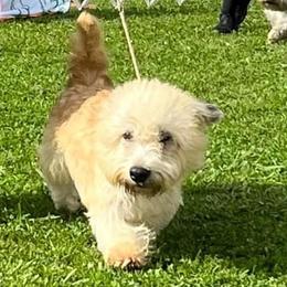 Pumpkin - Glen of Imaal Terrier
