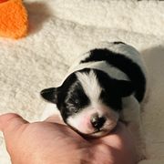 Shichon Puppies from Great Lakes Teddy Bear Dogs