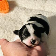 Shichon Puppies from Great Lakes Teddy Bear Dogs