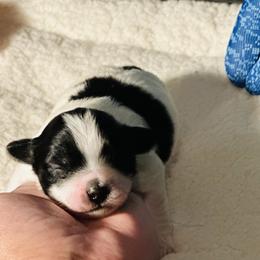 Shichon Puppies from Great Lakes Teddy Bear Dogs
