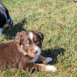 Australian Shepherd Puppies from Blosenski Aussies