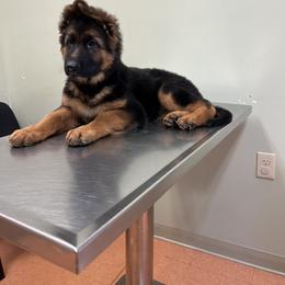 German Shepherd Puppies from Zwinger vom Schneider Wald