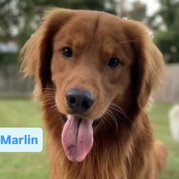 Golden Retrievers from GWPups