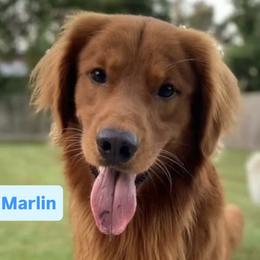 Golden Retrievers from GWPups