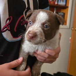 Carol - Red speckled female Australian Cattle Dog puppy in Casa Grande, Arizona from Sonoran Dogz