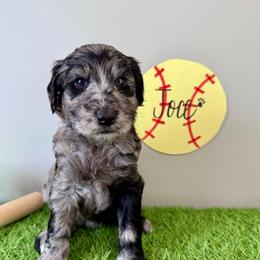 Joce - Merle female Labradoodle puppy in Adams, Nebraska from Boxcar Doodles and Poodles