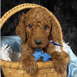 Blue boy - Red  male Poodle puppy in Bowling Green, Kentucky from Ritzy Red Poodles