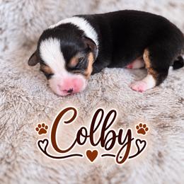 Colby - Black and tan male American Corgi puppy in Oak Harbor, Washington from Blackberry Hill Corgis