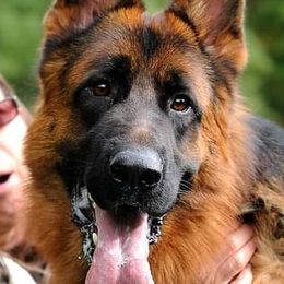 HENRY - German Shepherd