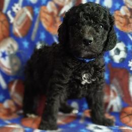 Pepper - Black male Poodle puppy in Calhoun, Georgia from Johnson Kennels