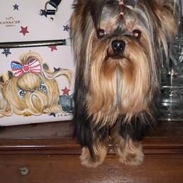 Yorkshire Terrier All Grown Up from Reese's Angelface Yorkies