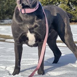 Cane Corso from Allure Cane Corso