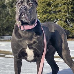 Cane Corso from Allure Cane Corso