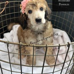 Sable Female - Sable female Poodle puppy in Wabasha, Minnesota from Roemer’s Standard Poodles