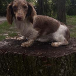 Hazel - Dachshund