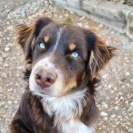Gus - Australian Shepherd