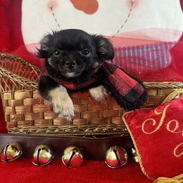 1  boy BLAZE - Black and tan male Chihuahua puppy in Polo, Missouri from Blue Tails Farm