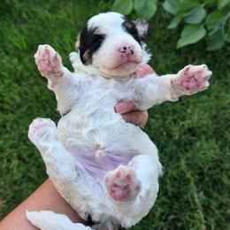 Parti boy - Black and white male Bernedoodle puppy in Graham, Texas from 2 Rose Ranch Doodles