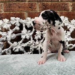 Oni - Harlequin female Great Dane puppy in Arlington, Texas from Scoober Danes