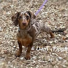 Pippin - Dachshund