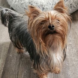 Melody - Yorkshire Terrier