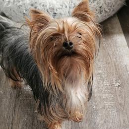 Melody - Yorkshire Terrier