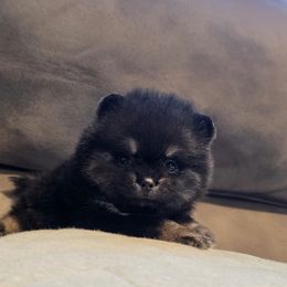 Pomeranian Puppies from Legacy Poms OC