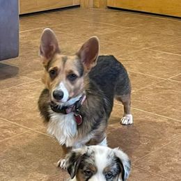 American Corgis and Pembroke Welsh Corgis from Barks Farms Corgis