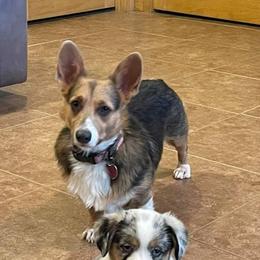 American Corgis and Pembroke Welsh Corgis from Barks Farms Corgis