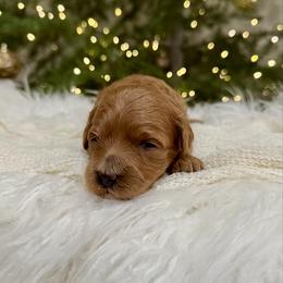 Aspen - Red  male Goldendoodle puppy in Rio Linda, California from Plush Doodles