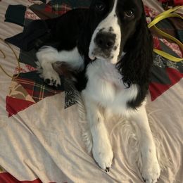 Etta - English Springer Spaniel