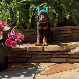 Girl 1 - Black and rust female Doberman Pinscher puppy in Mansfield, Georgia from Marbendale’s Doberman