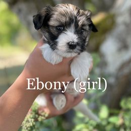 Havanese Puppies from Hoodview Havanese
