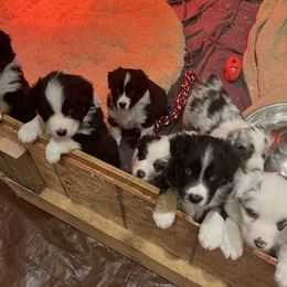 Zoozoo and Charlie pups - Australian Shepherd