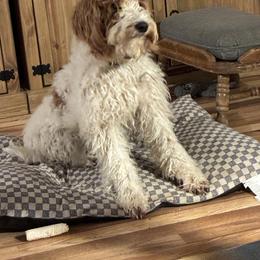 Labradoodles from Ithilien Labradoodles