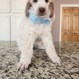 Goldendoodle and Poodle Puppies from Pruitt Family Kennels