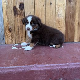 Boy 6 - Red tri-color Australian Shepherd puppy in Chino, California from RanchLand Aussies HC
