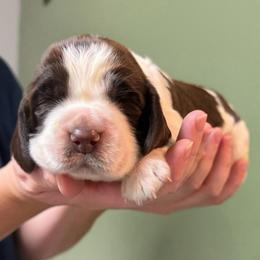 Four Roses - Liver and white female English Springer Spaniel puppy in Hawesville, Kentucky from Bristol’s Southern English Springer Spaniels