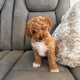 Boy2 - Apricot male Poodle puppy in Miami, Florida from Sakura Poodles