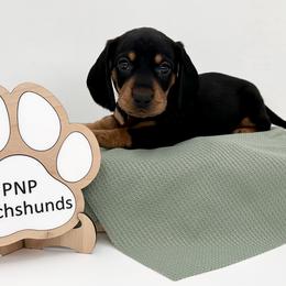 Phil - Black and tan male Dachshund puppy in Ben Wheeler, Texas from P&P Dachshunds