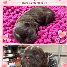 Mocha - Liver female Shih Tzu puppy in Hesperia, California from Maria's Shih Tzus
