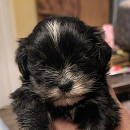 Jasmine - Brown female Lhasa Apso puppy in Fort Worth, Texas from Cynthia's Lhasa Apsos