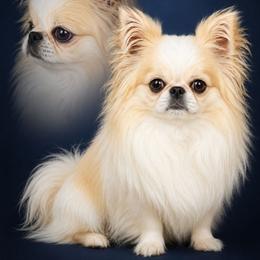 Miko - Chihuahua